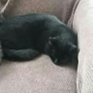 Meet your Posher, Cheyenne